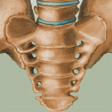 pelvis